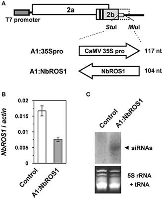 Frontiers | Corrigendum: Enhancement of RNA-directed DNA methylation of